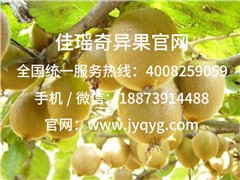 智利綠奇異果