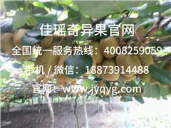 意大利金奇異果