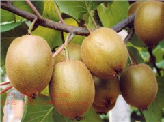 獼猴桃新品種——三峽1號(hào)