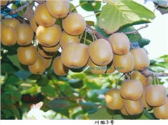 川獼3號(hào)獼猴桃