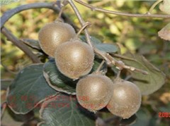 川獼1號(hào)獼猴桃