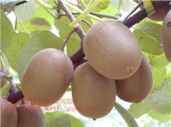 鄂獼猴桃3號(hào)