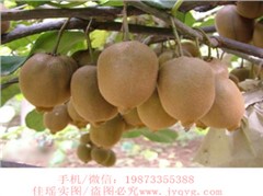 華優(yōu)(黃肉)獼猴桃