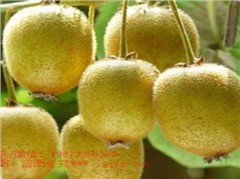 獼猴桃新品種——華美1號(hào)