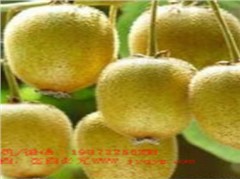 華美2號(hào)獼猴桃