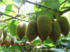 米良1號(hào)獼猴桃