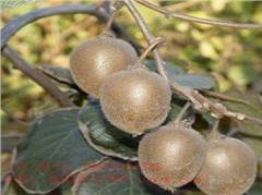 川獼1號(hào)獼猴桃
